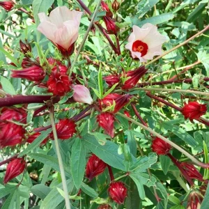 Red Roselle Hibiscus Live Plant – Jamaican Sorrel – Half Gallon Pot – Outdoor - Image 3