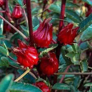 Red Roselle Hibiscus Live Plant – Jamaican Sorrel – Half Gallon Pot – Outdoor - Image 1
