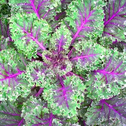 Red Russian Kale Seeds – Non-GMO Vegetable Seeds – Easy to Grow Edible Kale - Image 1