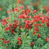 Red Scotch Broom Live Plant - 4 inch pot - Cytisus - Deer Resistant Shrub - Image 1