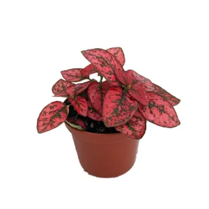 Red Splash Polka Dot Plant - Hypoestes Live Plant - 3.5