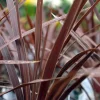 Red Star' Cordyline in 3,5 inch pot, you choose amount! - Image 1