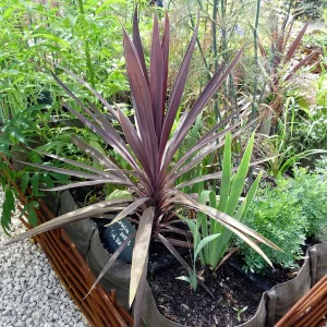 Red Star' Cordyline in 3,5 inch pot, you choose amount! - Image 2