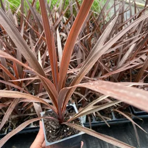 Red Star' Cordyline in 3,5 inch pot, you choose amount! - Image 3