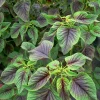Red Stripe Leaf Amaranth Seeds - Heirloom Chinese Summer Spinach - Fast Growing Vegetable Seeds - Image 1