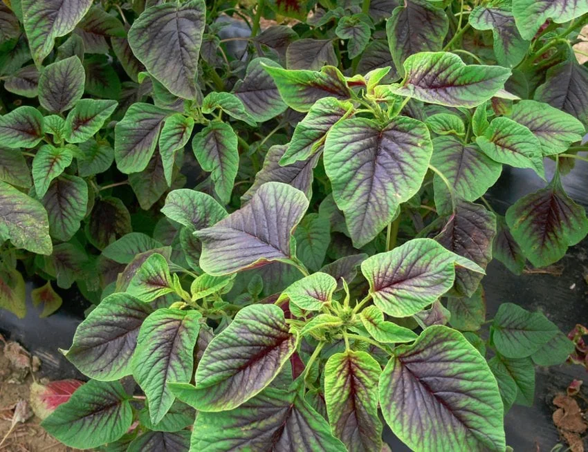 Red Stripe Leaf Amaranth Seeds - Heirloom Chinese Summer Spinach - Fast Growing Vegetable Seeds - Image 1