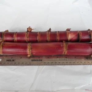 Red Stripe Sugar Cane Cuttings - 2x Live 10 inch Pieces - Cana Dulce - Edible Plant - Image 3
