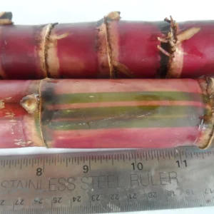 Red Stripe Sugar Cane Cuttings - 2x Live 10 inch Pieces - Cana Dulce - Edible Plant - Image 1