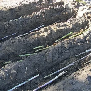 Red Stripe Sugar Cane Cuttings - 2x Live 10 inch Pieces - Cana Dulce - Edible Plant - Image 4