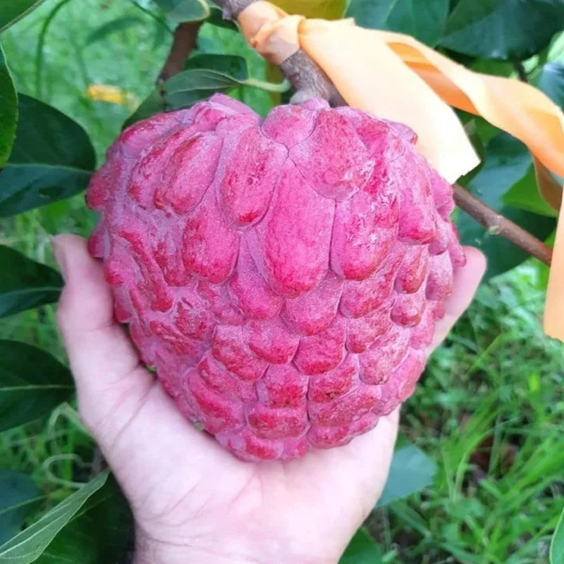 Red Sugar Apple Live Plant - Tropical Fruit Tree - Half Gallon, 8-12 Inches - Image 2