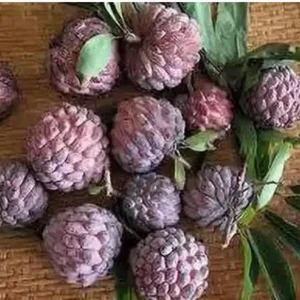 Red Sugar Apple Live Plant - Tropical Fruit Tree - Half Gallon, 8-12 Inches - Image 3
