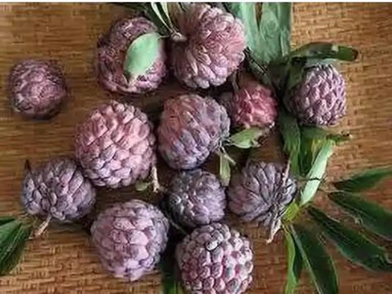 Red Sugar Apple Live Plant - Tropical Fruit Tree - Half Gallon, 8-12 Inches - Image 3