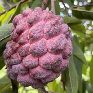 Red Sugar Apple Live Plant - Tropical Fruit Tree - Half Gallon, 8-12 Inches - Image 1