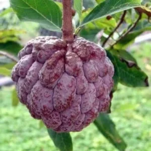 Red Sugar Apple Tree – Live Plant – 3 Gallon – 2-3 Feet Tall - Image 1