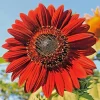 Red Sun Sunflower Seeds for Planting - Non-GMO, Perennial, Outdoor - 50 Count - Image 1