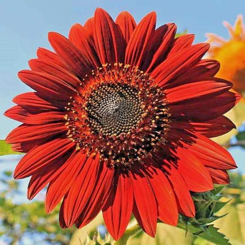 Red Sun Sunflower Seeds for Planting - Non-GMO, Perennial, Outdoor - 50 Count - Image 1