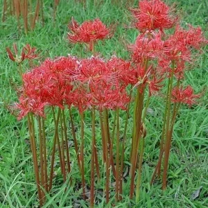 Red Surprise Lily Bareroot Plant - Lycoris Radiata - Unique Garden Flower - Image 2