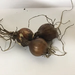 Red Surprise Lily Bareroot Plant - Lycoris Radiata - Unique Garden Flower - Image 3