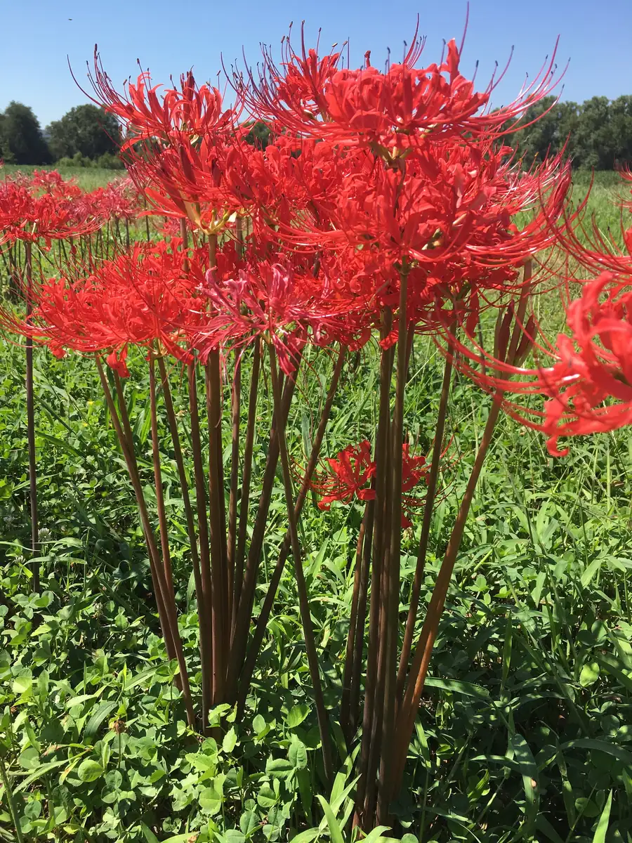 Red Surprise Lily Bareroot Plant - Lycoris Radiata - Unique Garden Flower - Image 1