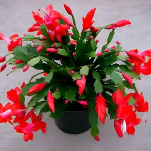 Red Thanksgiving Cactus Live Plant – 4 inch Pot – Indoor Flowering Plant - Image 1
