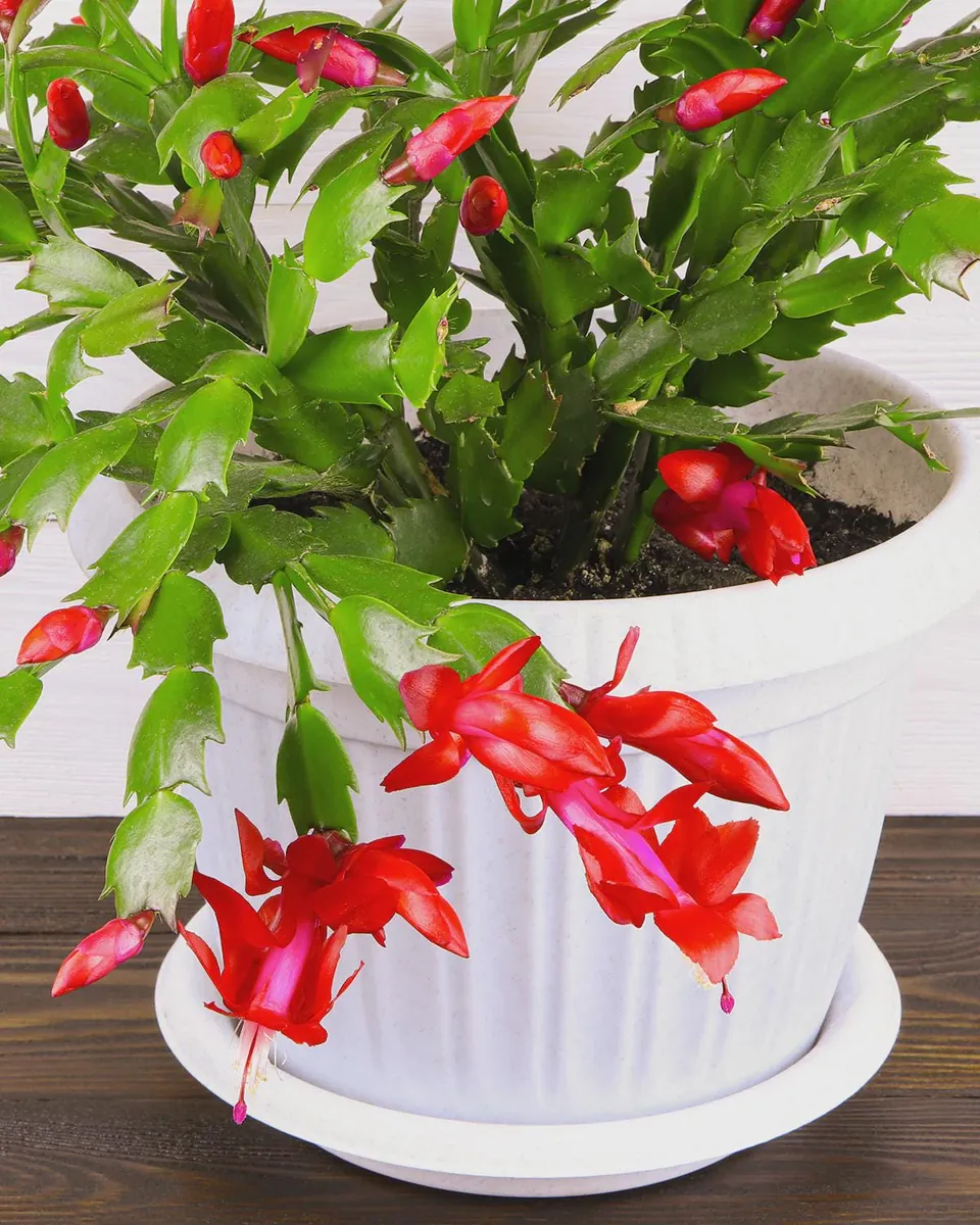 Red Thanksgiving Cactus Live Plant - 4in Pot - Festive Indoor Houseplant - Image 2