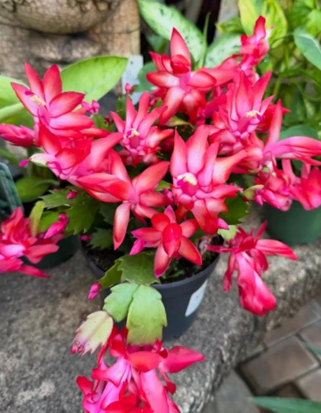 Red Thanksgiving Cactus Live Plant – 5-7 Inch Tall – 4 Inch Pot – Indoor Holiday Cactus - Image 2