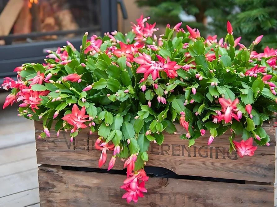 Red Thanksgiving Cactus Live Plant – 5-7 Inch Tall – 4 Inch Pot – Indoor Holiday Cactus - Image 3