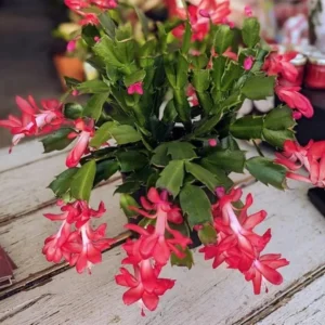 Red Thanksgiving Cactus Live Plant – 5-7 Inch Tall – 4 Inch Pot – Indoor Holiday Cactus - Image 1