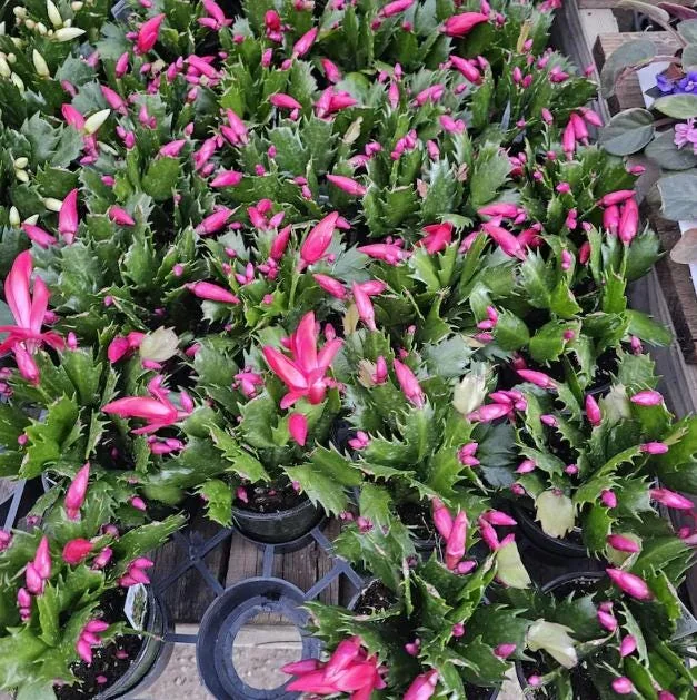 Red Thanksgiving Cactus Live Plant – 5-7 Inch Tall – 4 Inch Pot – Indoor Holiday Cactus - Image 5