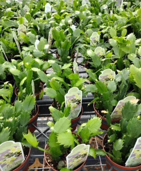 Red Thanksgiving Cactus Live Plant – 5-7 Inch Tall – 4 Inch Pot – Indoor Holiday Cactus - Image 6