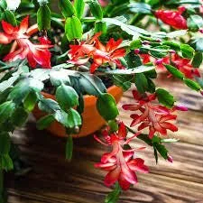 Red Thanksgiving Cactus Live Plant – 6 inch Pot – Indoor Bloom - Image 3