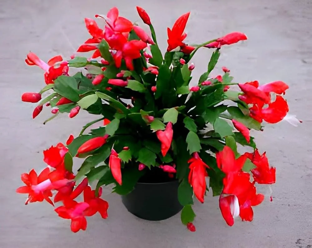Red Thanksgiving Cactus Live Plant – 6 inch Pot – Indoor Bloom - Image 1
