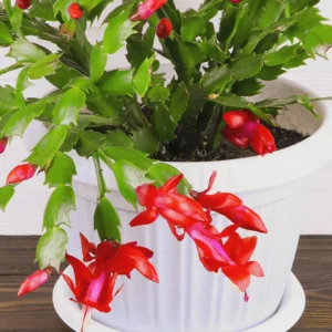 Red Thanksgiving Cactus Live Plant – 6in Pot – Indoor Holiday Bloom - Image 2