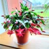 Red Thanksgiving Cactus Live Plant – 7-inch Height, 6-inch Pot – Indoor/Outdoor - Image 1