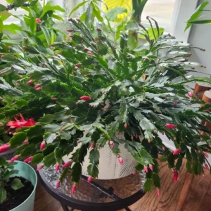 Red Thanksgiving Cactus Live Plant – 7-inch Height, 6-inch Pot – Indoor/Outdoor - Image 2