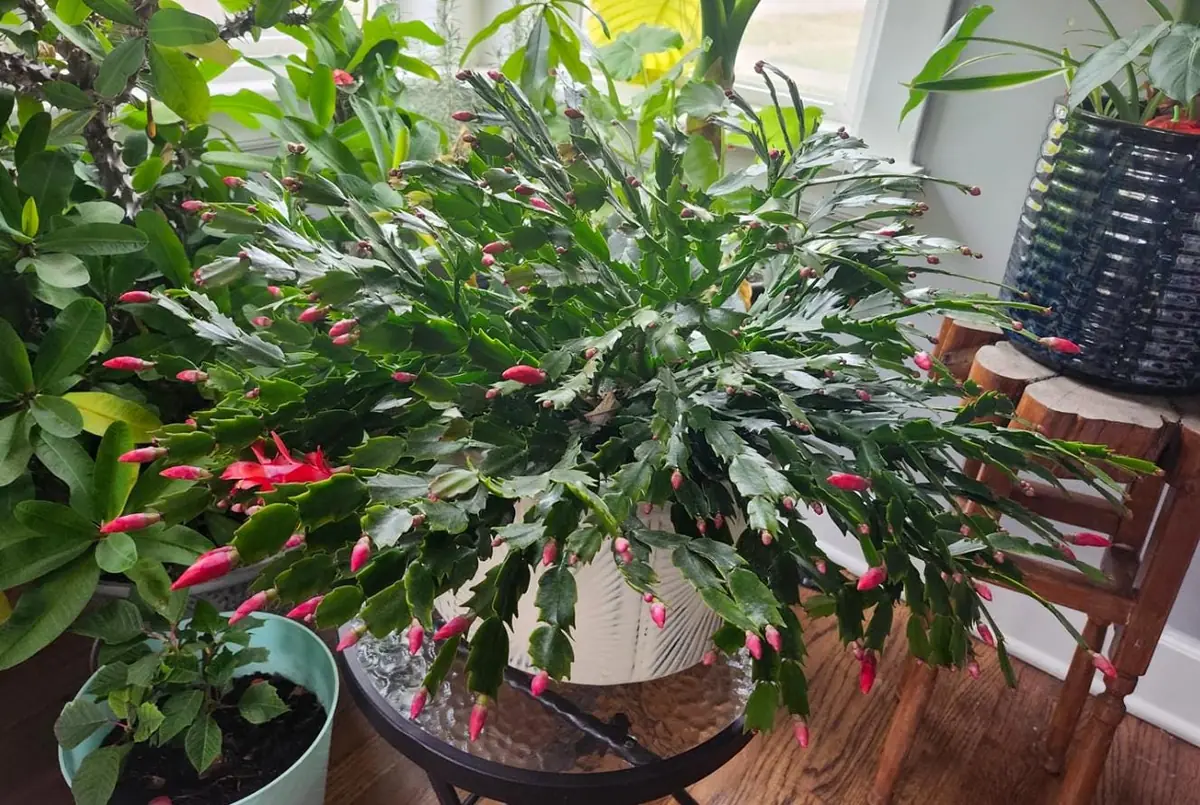 Red Thanksgiving Cactus Live Plant – 7-inch Height, 6-inch Pot – Indoor/Outdoor - Image 2