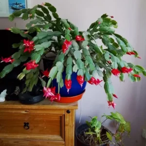 Red Thanksgiving Cactus Live Plant – 7-inch Height, 6-inch Pot – Indoor/Outdoor - Image 3