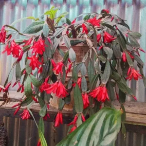 Red Thanksgiving Cactus Live Plant – 7-inch Height, 6-inch Pot – Indoor/Outdoor - Image 4
