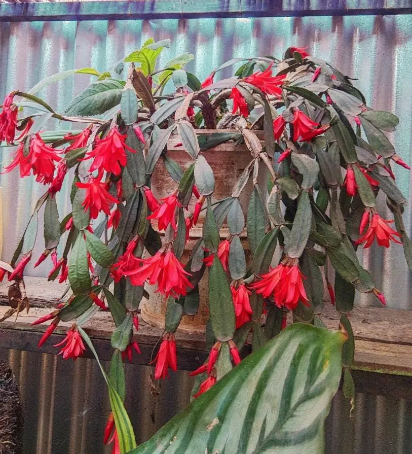 Red Thanksgiving Cactus Live Plant – 7-inch Height, 6-inch Pot – Indoor/Outdoor - Image 4