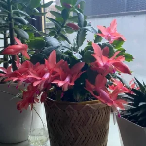 Red Thanksgiving Cactus Live Plant – 7-inch Height, 6-inch Pot – Indoor/Outdoor - Image 5
