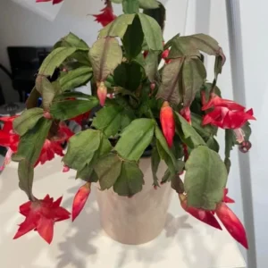 Red Thanksgiving Cactus Live Plant – 7-inch Height, 6-inch Pot – Indoor/Outdoor - Image 6