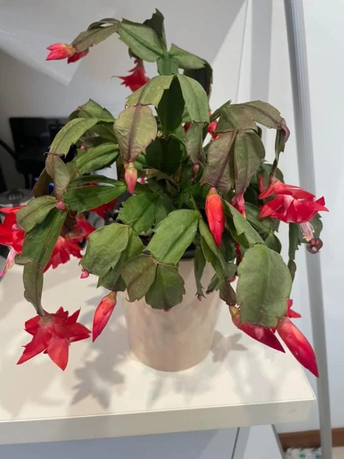 Red Thanksgiving Cactus Live Plant – 7-inch Height, 6-inch Pot – Indoor/Outdoor - Image 6