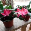 Red Thanksgiving Cactus Live Plant – Schlumbergera – 4 inch Pot – Indoor/Outdoor - Image 1