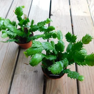 Red Thanksgiving Cactus Live Plant – Schlumbergera – 4 inch Pot – Indoor/Outdoor - Image 3