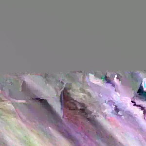 Red Thanksgiving Cactus Live Plant – Schlumbergera – 4 inch Pot – Indoor/Outdoor - Image 4