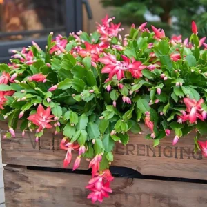 Red Thanksgiving Cactus Live Plant – Schlumbergera truncata – 5-7 inches Tall – 4 inch Pot – Indoor Flowering Succulent - Image 3