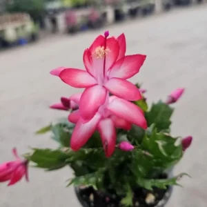 Red Thanksgiving Cactus Live Plant – Schlumbergera truncata – 5-7 inches Tall – 4 inch Pot – Indoor Flowering Succulent - Image 4