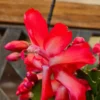 Red Thanksgiving Cactus Live Plant – Zygocactus – 4 inch Pot – Indoor Houseplant - Image 1