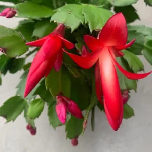 Red Thanksgiving Cactus Live Plant – Zygocactus – 4 inch Pot – Indoor Houseplant - Image 3