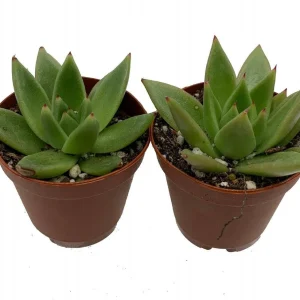 Red Tip Echeveria agavoides Succulent Live Plant – 2 Plants in 2